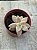 Graptopetalum paraguayense - Imagem 1