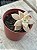 Graptopetalum paraguayense - Imagem 2