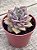 Echeveria ‘summer’ - Imagem 2