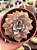 Echeveria ‘summer’ - Imagem 1