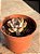 Echeveria ‘summer’ - Imagem 2