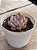 Echeveria ‘summer’ - Imagem 2