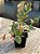 Kalanchoe manginii - Imagem 3