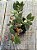 Kalanchoe manginii - Imagem 4