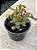 Kalanchoe manginii - Imagem 1