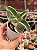Kalanchoe lacinata variegata - Imagem 2