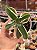 Kalanchoe lacinata variegata - Imagem 1