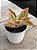 Kalanchoe lacinata variegata - Imagem 2