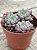 Echeveria subcorymbosa ‘lau 030’ - Imagem 2