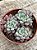 Echeveria subcorymbosa ‘lau 030’ - Imagem 3