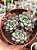 Echeveria subcorymbosa ‘lau 030’ - Imagem 1