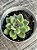 Echeveria arijie - Imagem 2