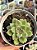 Echeveria arijie - Imagem 1