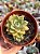 Echeveria arijie - Imagem 1