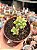 Sedum pachyphyllum - Imagem 1