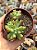 Sedum pachyphyllum - Imagem 1