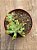 Sedum pachyphyllum - Imagem 3