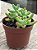 Sedum pachyphyllum - Imagem 2