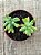 Sedum pachyphyllum - Imagem 3
