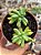 Sedum pachyphyllum - Imagem 1