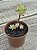 Sedum pachyphyllum - Imagem 3