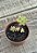 Sedum pachyphyllum - Imagem 2