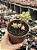 Sedum pachyphyllum - Imagem 1