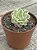Echeveria tinkerbell variegata - Imagem 2