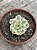 Echeveria tinkerbell variegata - Imagem 3