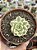 Echeveria tinkerbell variegata - Imagem 1