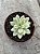 Echeveria minibelle variegata P - Imagem 1
