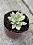 Echeveria minibelle variegata P - Imagem 2