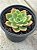 Echeveria nobile - Imagem 2