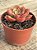 Echeveria nobile - Imagem 2