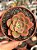 Echeveria nobile - Imagem 1