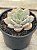 Graptoveria titubans - Imagem 2