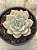 Graptoveria titubans - Imagem 1