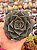 Echeveria dyonisos - Imagem 1