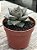 Echeveria dyonisos - Imagem 2