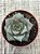 Echeveria dyonisos - Imagem 3