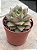 Echeveria dyonisos - Imagem 2