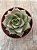 Echeveria dyonisos - Imagem 3