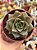 Echeveria dyonisos - Imagem 1