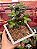 Crassula ovata (Jade) bonsai - Imagem 1