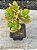 Crassula ovata (Jade) bonsai - Imagem 2