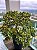 Crassula ovata (Jade) bonsai - Imagem 1