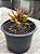 Kalanchoe katapifa ‘tarantula’ - Imagem 3