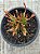 Kalanchoe katapifa ‘tarantula’ - Imagem 4