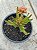 Kalanchoe katapifa ‘tarantula’ - Imagem 1