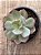 Echeveria ‘alex’ - Imagem 3
